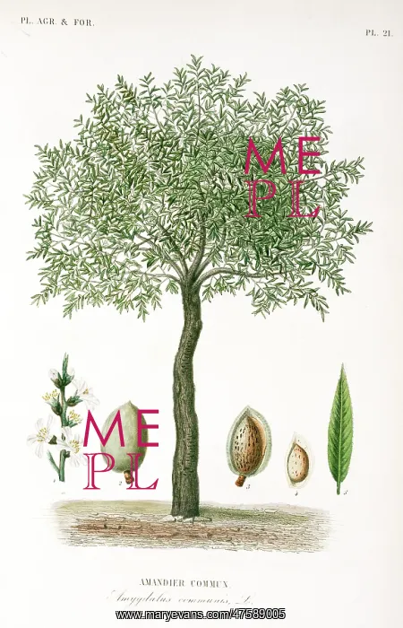: Prunus communis, almond tree : Prunus communis, almond tree