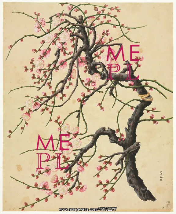 : Prunus cv. hybrid tree : Prunus cv. hybrid tree