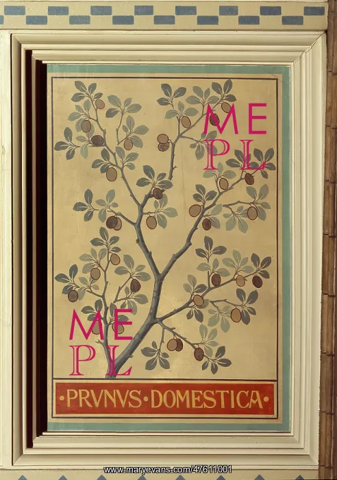 : Prunus domestica, plum : Prunus domestica, plum