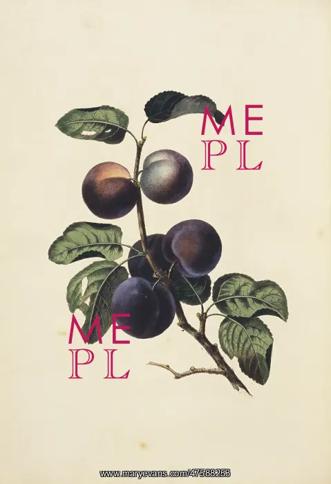 : Prunus domestica, plum tree : Prunus domestica, plum tree