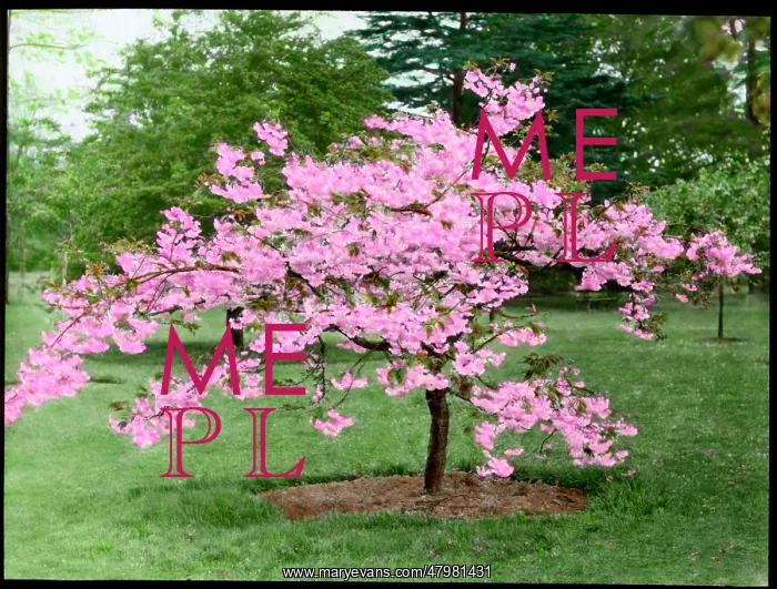 : Prunus (Flowering Cherry Tree) in blossom : Prunus (Flowering Cherry Tree) in blossom