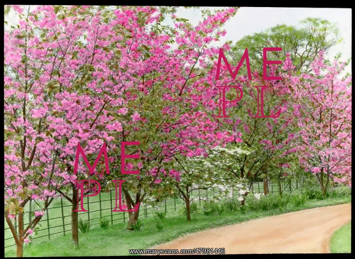 : Prunus (Flowering Cherry Tree) in blossom : Prunus (Flowering Cherry Tree) in blossom