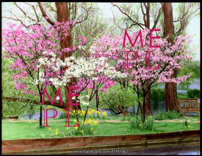 : Prunus (Flowering Cherry Tree) in blossom : Prunus (Flowering Cherry Tree) in blossom