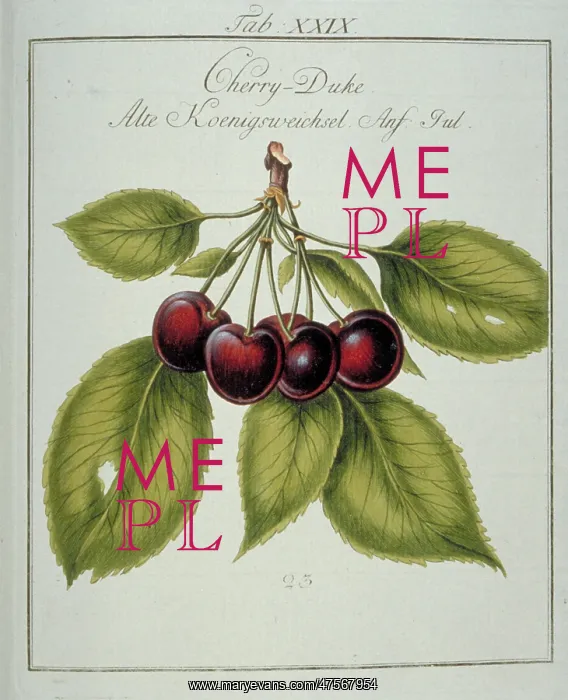: Prunus gondouinii, duke cherry : Prunus gondouinii, duke cherry