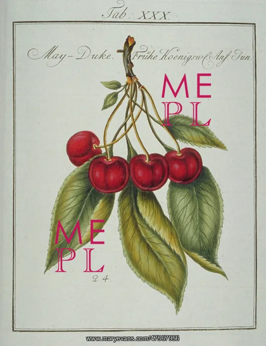 : Prunus gondouinii, May duke cherry : Prunus gondouinii, May duke cherry