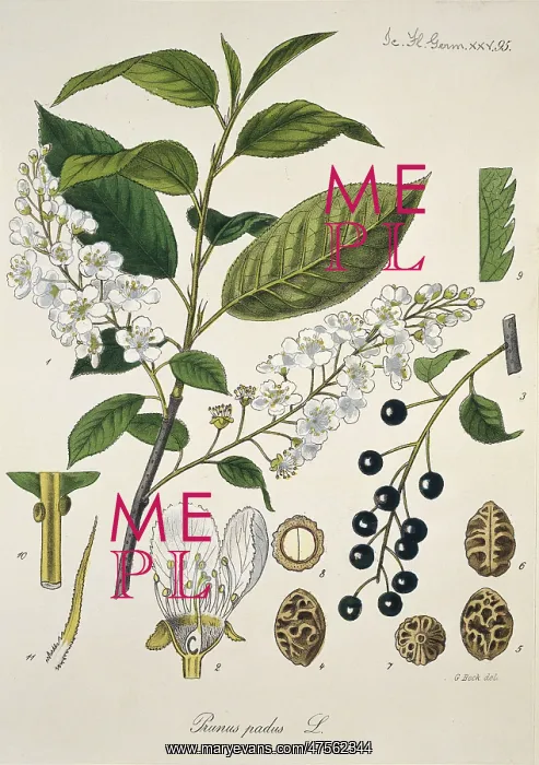 : Prunus padus L. XXV 95, bird cherry : Prunus padus L. XXV 95, bird cherry