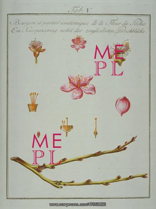: Prunus persica, bud and elements of peach flower : Prunus persica, bud and elements of peach flower