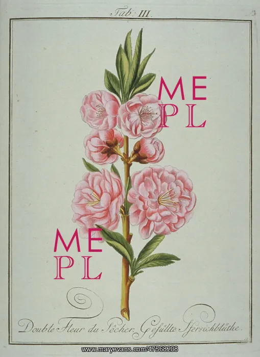 : Prunus persica, double peach flower : Prunus persica, double peach flower