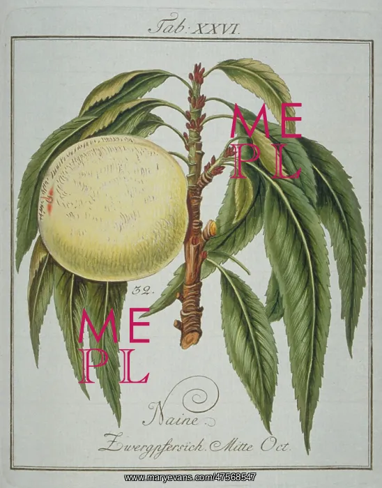 : Prunus persica, dwarf peach : Prunus persica, dwarf peach