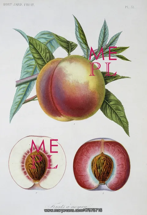 : Prunus persica, nectarine : Prunus persica, nectarine