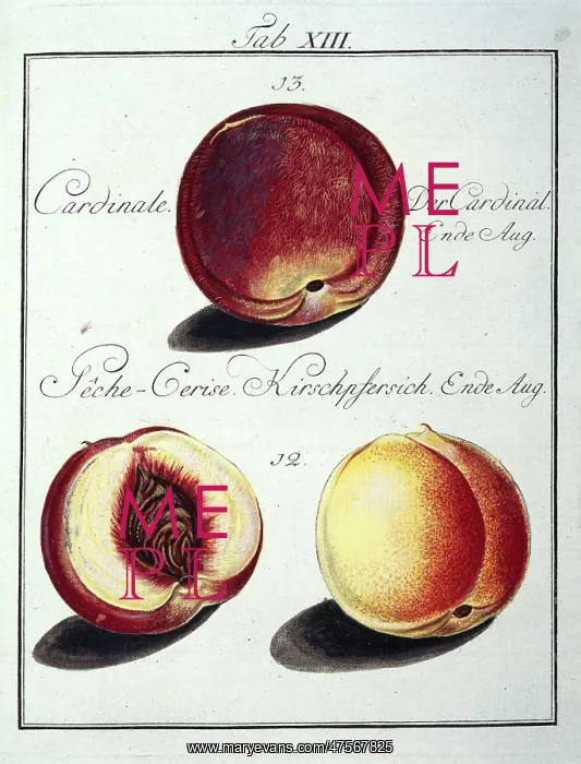 : Prunus persica, peach : Prunus persica, peach