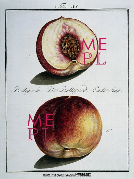 : Prunus persica, peach : Prunus persica, peach