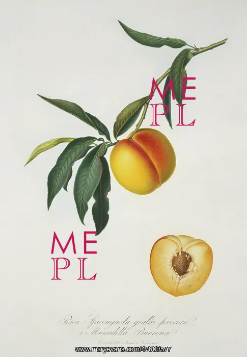 : Prunus persica, peach : Prunus persica, peach