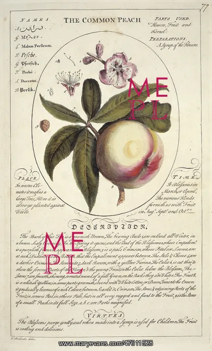 : Prunus persica, peach : Prunus persica, peach
