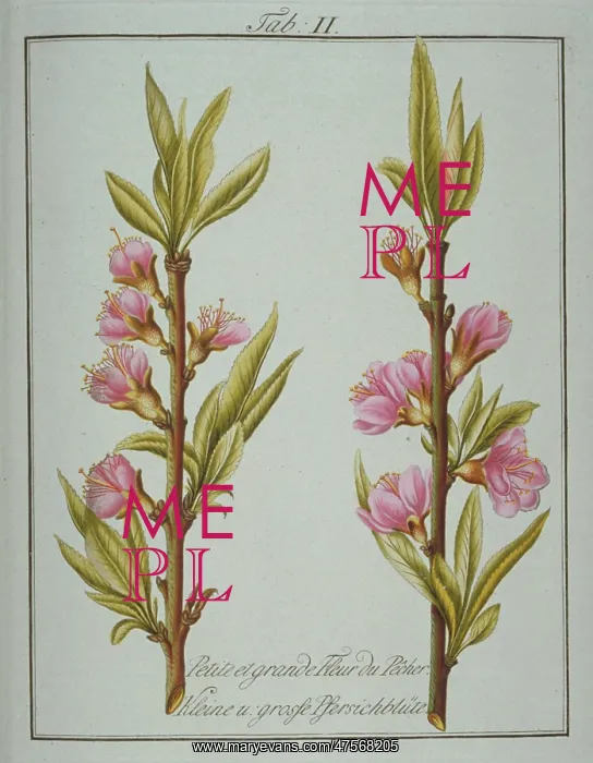 : Prunus persica, small and large peach flower : Prunus persica, small and large peach flower