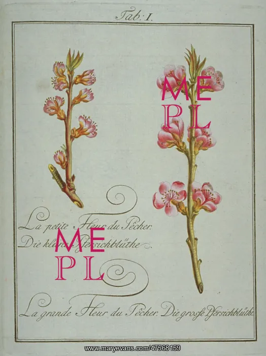 : Prunus persica, small peach flower (left), large peach flowe : Prunus persica, small peach flower (left), large peach flowe