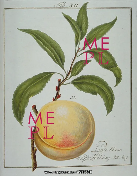: Prunus persica, white clingstone peach : Prunus persica, white clingstone peach