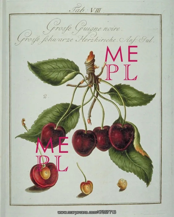 : Prunus serotina, large black cherry : Prunus serotina, large black cherry