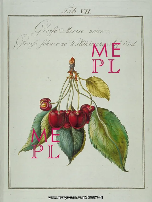 : Prunus serotina, large wild black cherry : Prunus serotina, large wild black cherry
