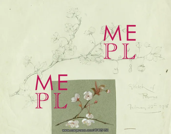  : Prunus sketches