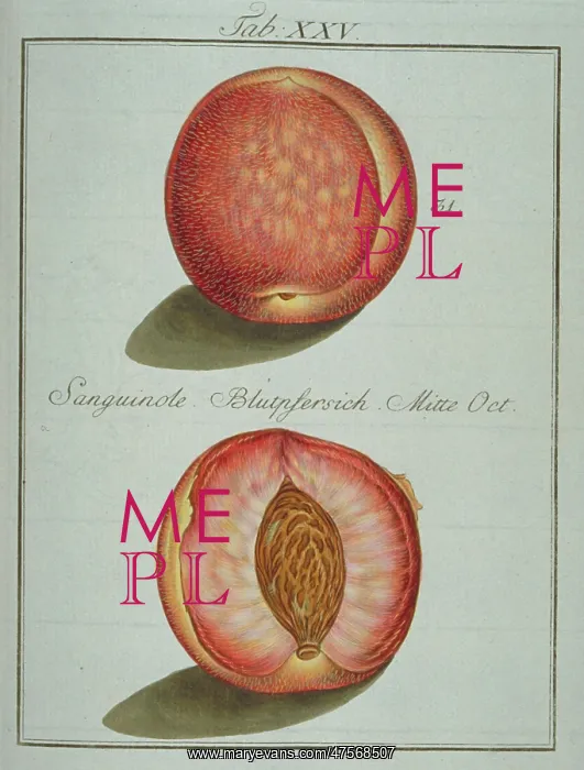 : Prunus sp. blood-red peach : Prunus sp. blood-red peach