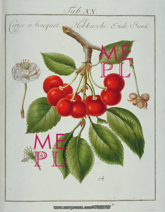  : Prunus sp. bunched cherry