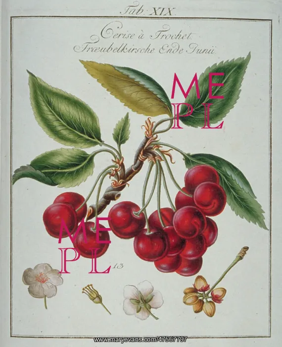 : Prunus sp. cherry : Prunus sp. cherry