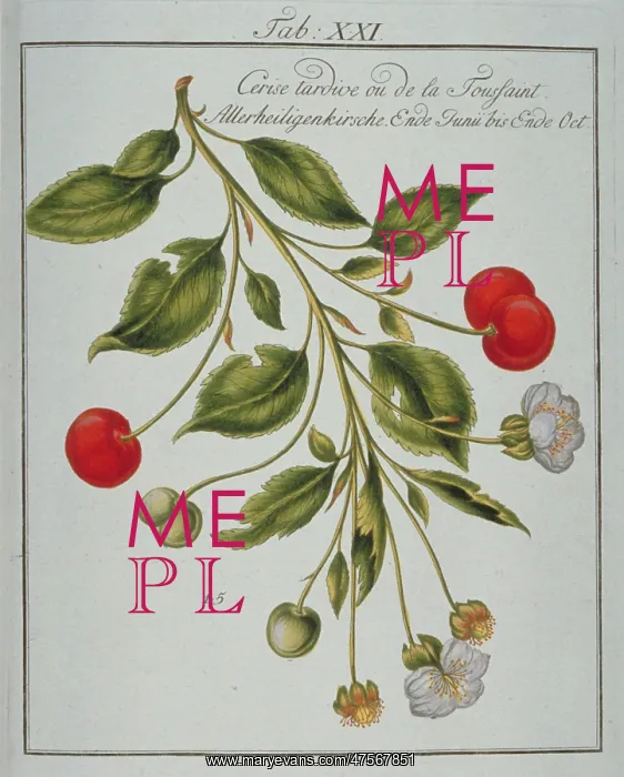: Prunus sp. cherry : Prunus sp. cherry