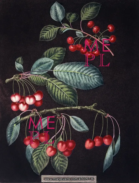 : Prunus sp. cherry : Prunus sp. cherry