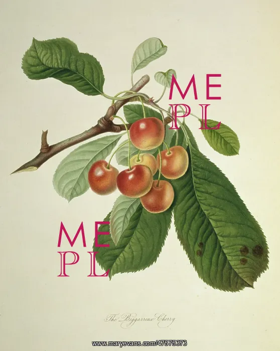 : Prunus sp. cherry (Bigarreau Cherry) : Prunus sp. cherry (Bigarreau Cherry)