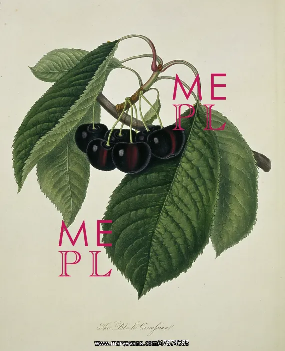 : Prunus sp. cherry (Black Circassian Cherry) : Prunus sp. cherry (Black Circassian Cherry)