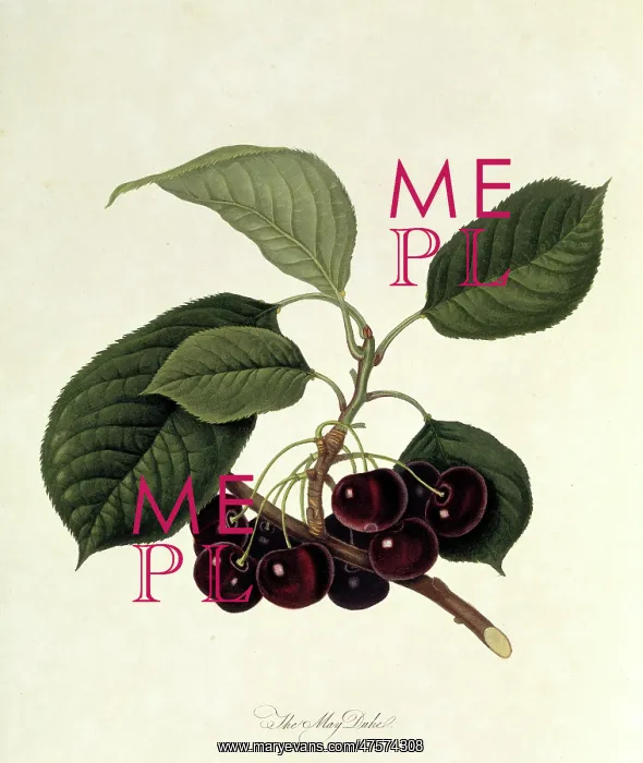 : Prunus sp. cherry (The May Duke Cherry) : Prunus sp. cherry (The May Duke Cherry)