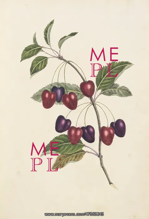 : Prunus sp, cherry tree : Prunus sp, cherry tree