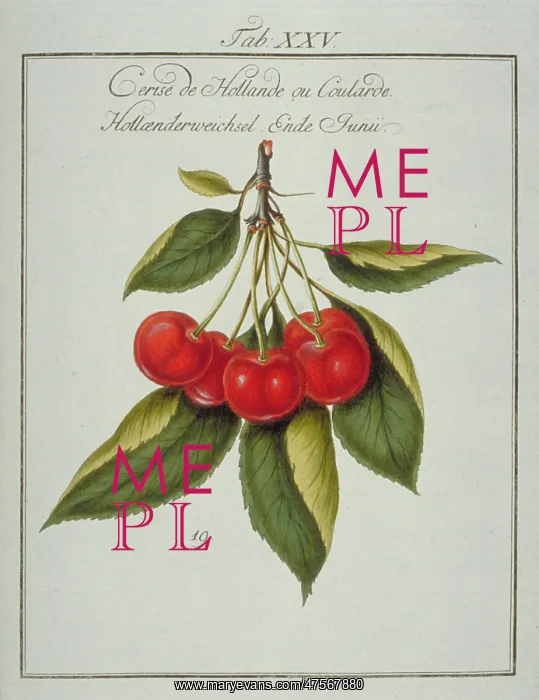 : Prunus sp. Dutch cherry : Prunus sp. Dutch cherry