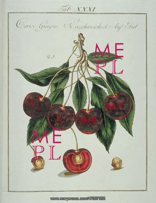 : Prunus sp. heart cherry : Prunus sp. heart cherry