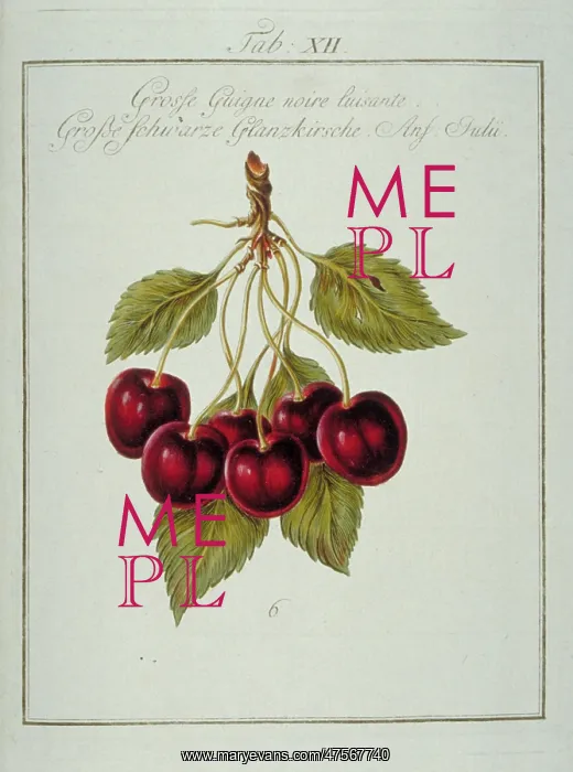 : Prunus sp. large blackheart cherry : Prunus sp. large blackheart cherry