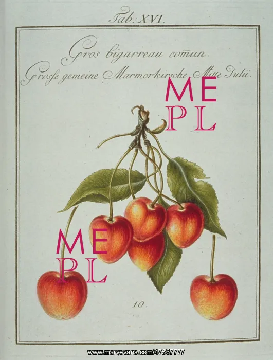 : Prunus sp. large common whiteheart cherry : Prunus sp. large common whiteheart cherry