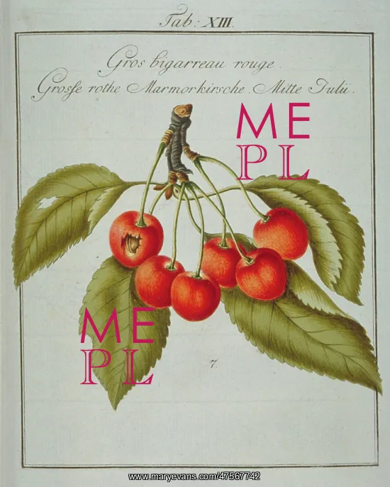 : Prunus sp. large red whiteheart cherry : Prunus sp. large red whiteheart cherry