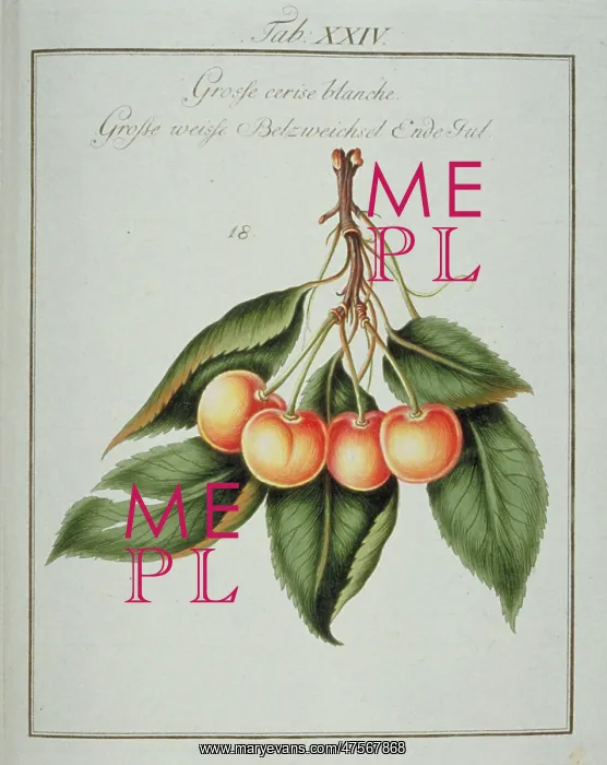 : Prunus sp. large white cherry : Prunus sp. large white cherry