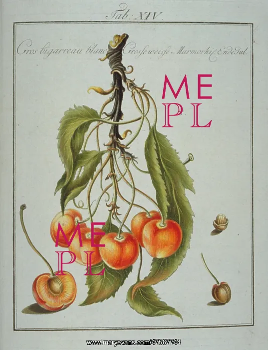 : Prunus sp. large whiteheart cherry : Prunus sp. large whiteheart cherry