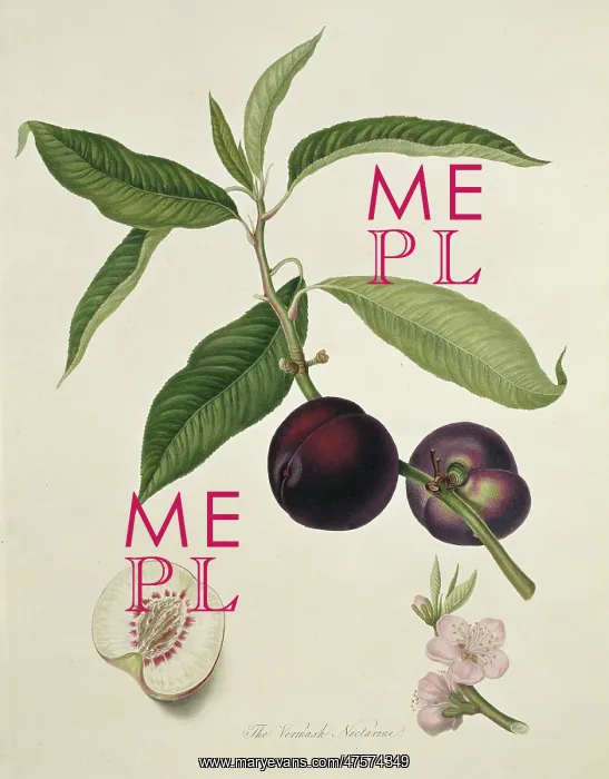 : Prunus sp. nectarine (Vermash Nectarine) : Prunus sp. nectarine (Vermash Nectarine)