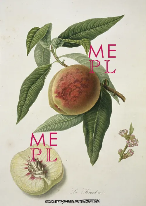 : Prunus sp. peach (Bourdine Peach) : Prunus sp. peach (Bourdine Peach)