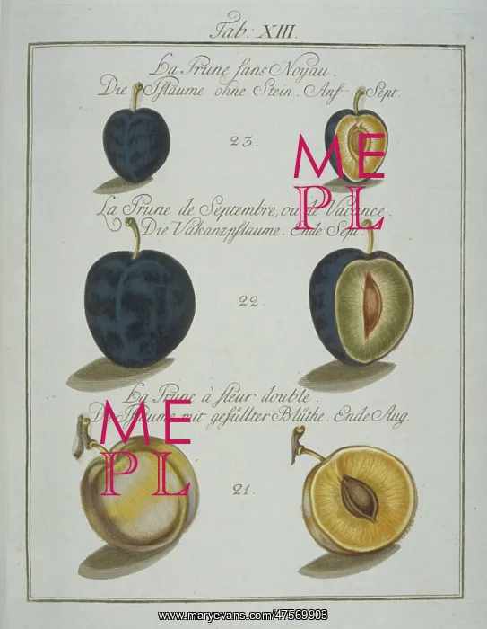 : Prunus sp. plum : Prunus sp. plum