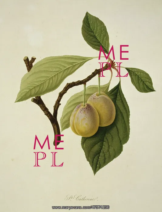 : Prunus sp. plum (Catherine Plum) : Prunus sp. plum (Catherine Plum)