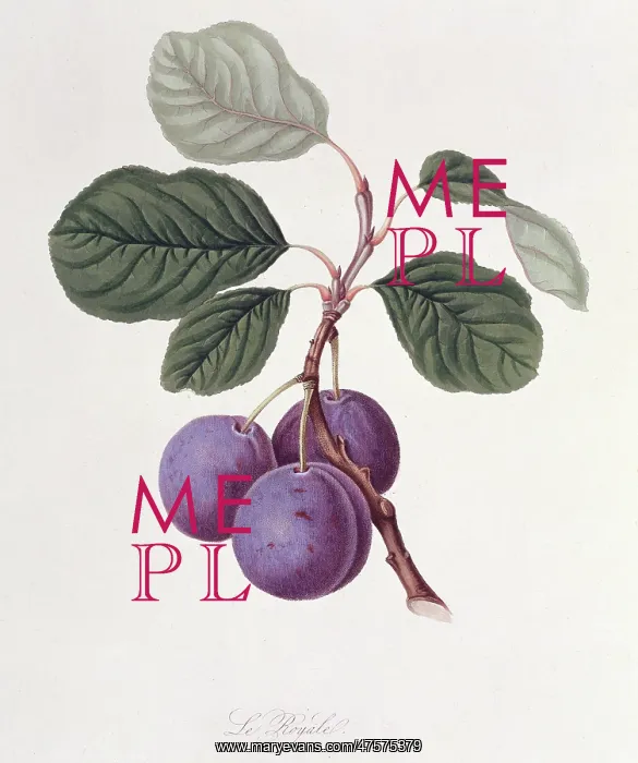 : Prunus sp. plum (La Royale Plum) : Prunus sp. plum (La Royale Plum)