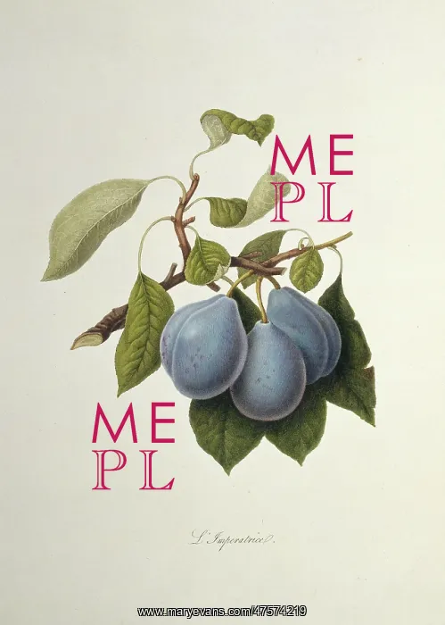 : Prunus sp. plum (The Imperatrice Plum) : Prunus sp. plum (The Imperatrice Plum)