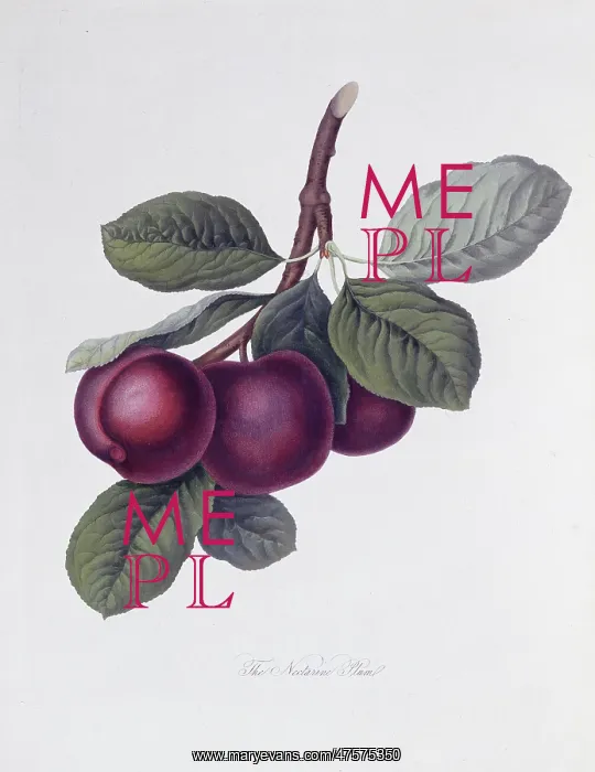 : Prunus sp. plum (The Nectarine Plum) : Prunus sp. plum (The Nectarine Plum)
