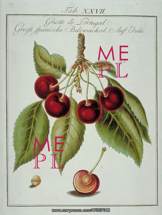 : Prunus sp. Portuguese cherry : Prunus sp. Portuguese cherry