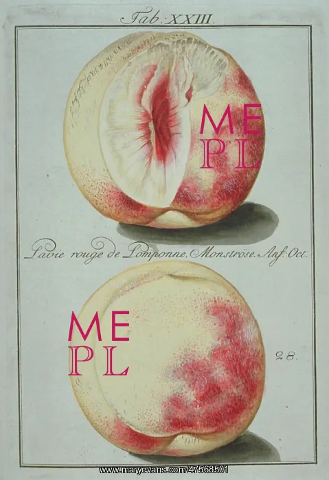 : Prunus sp. red pompon clingstone peach : Prunus sp. red pompon clingstone peach