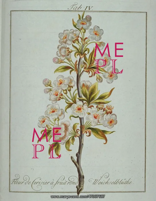 : Prunus sp. round fruited cherry : Prunus sp. round fruited cherry